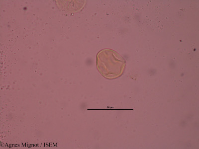 Anthyllis montana - lame n° 34648