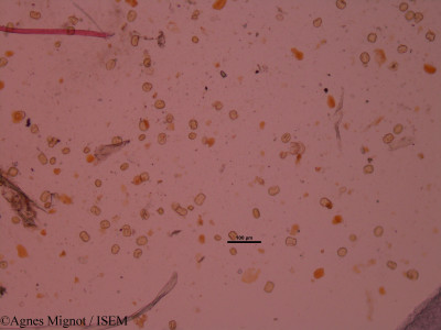 Anthyllis montana - lame n° 34648