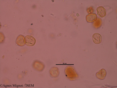 Anthyllis montana - lame n° 34648