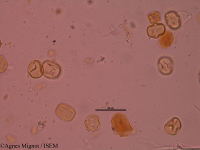 Anthyllis montana - lame n° 34648