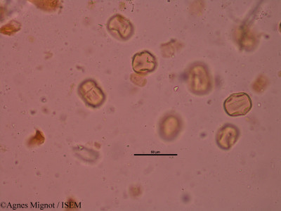 Anthyllis montana - lame n° 34648