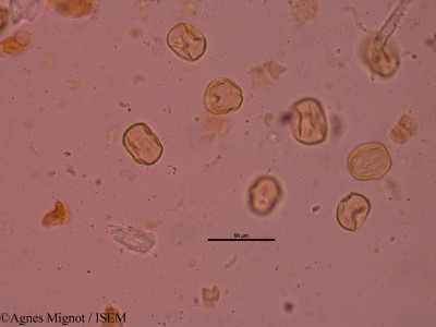 Anthyllis montana - lame n° 34648