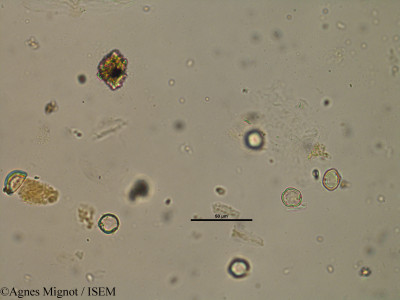 Agnes.Mignot/Antirrhinum_orontium_32689/Antirrhinum_orontium_32689_0001(copy)_thumb.jpg
