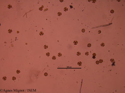 Agnes.Mignot/Armeria_arenaria_28774/Armeria_arenaria_28774_0001(copy)_thumb.jpg