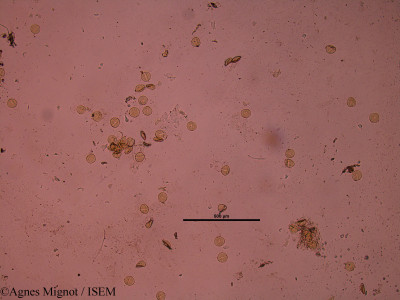 Agnes.Mignot/Asphodelus_albus_31835/Asphodelus_albus_31835_0001(copy)_thumb.jpg