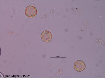 Agnes.Mignot/Campanula_cervicaria_6886/Campanula_cervicaria_6886_0001(copy)_thumb.jpg
