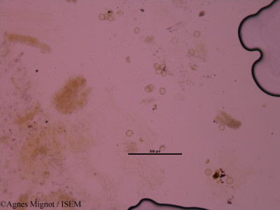 Agnes.Mignot/Campanula_persicifolia_32899/Campanula_persicifolia_32899_0001(copy)_thumb.jpg