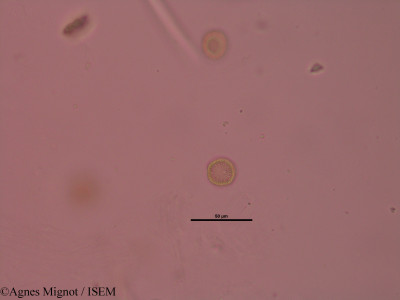 Agnes.Mignot/Daphne_mezereum_32627/Daphne_mezereum_32627_0001(copy)_thumb.jpg