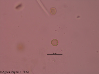 Daphne mezereum - lame n° 32627