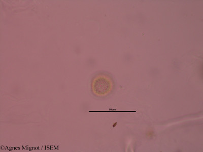 Daphne mezereum - lame n° 32627