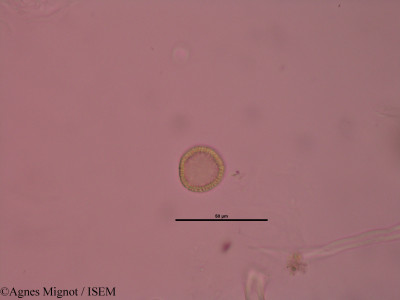 Daphne mezereum - lame n° 32627