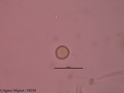 Daphne mezereum - lame n° 32627