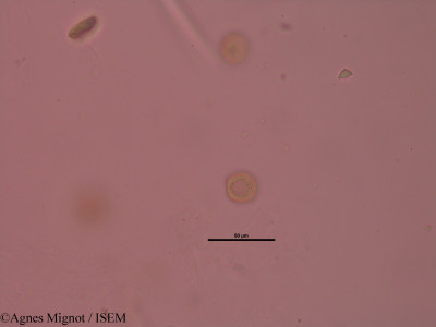 Daphne mezereum - lame n° 32627
