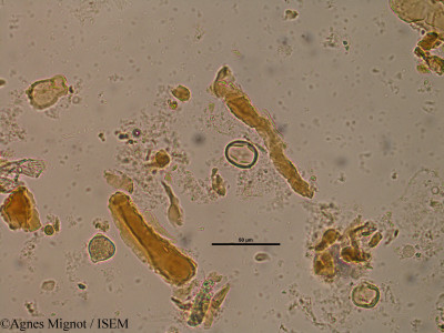 Agnes.Mignot/Dorycnium_suffruticosum_31078/Dorycnium_suffruticosum_31078_0001(copy)_thumb.jpg