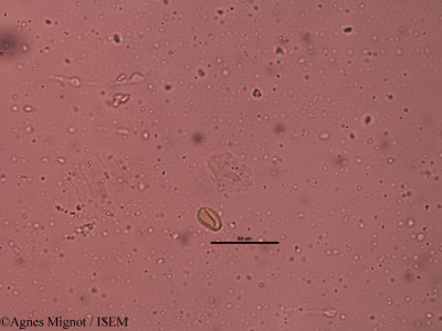 Agnes.Mignot/Draba_verna_32231/Draba_verna_32231_0001(copy)_thumb.jpg