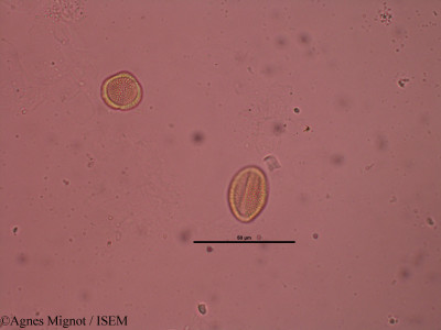 Draba verna - lame n° 32231