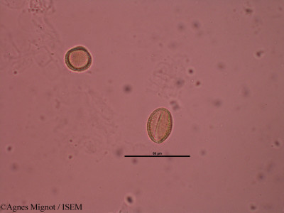 Draba verna - lame n° 32231