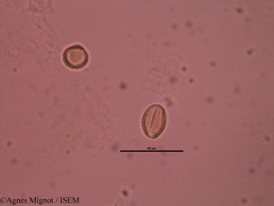 Draba verna - lame n° 32231