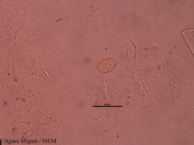 Agnes.Mignot/Echium_vulgare_30404/Echium_vulgare_30404_0001(copy)_thumb.jpg