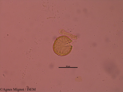 Fumana procumbens - lame n° 31890