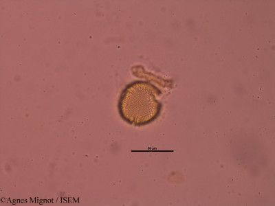 Fumana procumbens - lame n° 31890