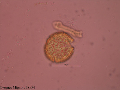 Fumana procumbens - lame n° 31890