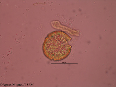 Fumana procumbens - lame n° 31890