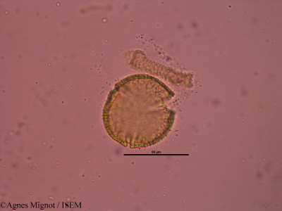 Fumana procumbens - lame n° 31890