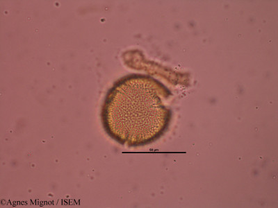 Fumana procumbens - lame n° 31890