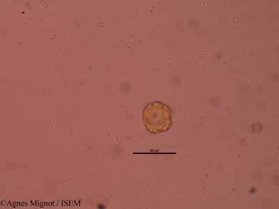 Agnes.Mignot/Fumaria_muralis_35502/Fumaria_muralis_35502_0001(copy)_thumb.jpg