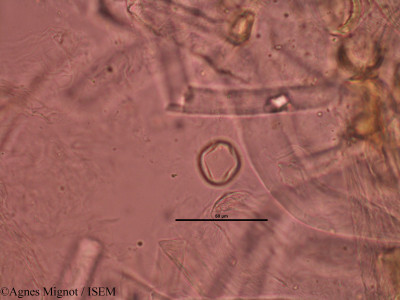 Agnes.Mignot/Genista_pilosa_31826/Genista_pilosa_31826_0001(copy)_thumb.jpg