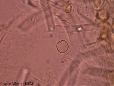 Genista pilosa - lame n° 31826