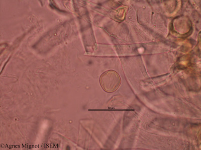 Genista pilosa - lame n° 31826