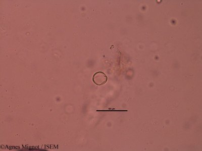 Genista pilosa - lame n° 31826