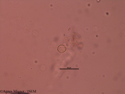 Genista pilosa - lame n° 31826