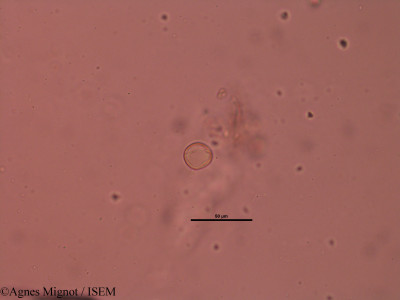 Genista pilosa - lame n° 31826