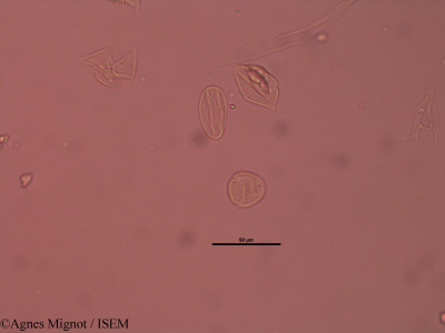 Genista pilosa - lame n° 40228