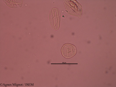 Genista pilosa - lame n° 40228