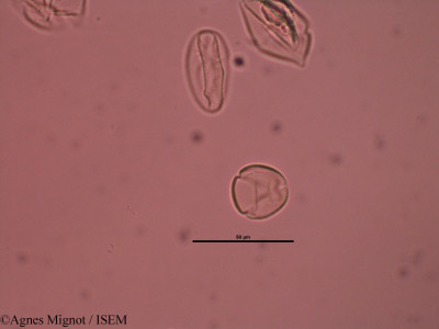 Genista pilosa - lame n° 40228