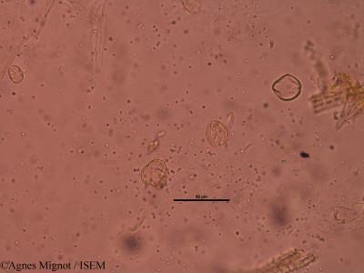 Genista scorpius - lame n° 31707