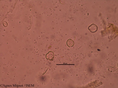 Genista scorpius - lame n° 31707