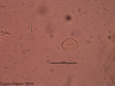 Genista scorpius - lame n° 31707