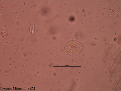 Genista scorpius - lame n° 31707