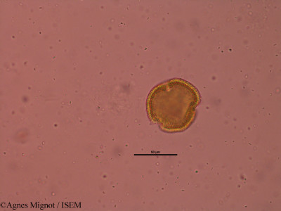 Geranium robertianum - lame n° 32227