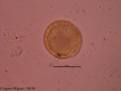 Geranium robertianum - lame n° 32227