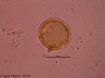 Geranium robertianum - lame n° 32227