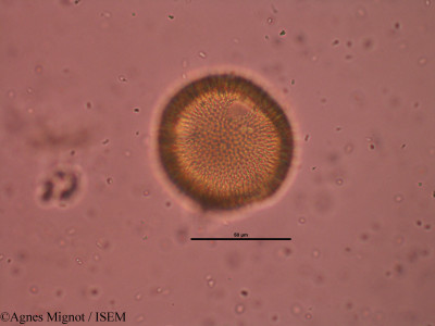 Geranium robertianum - lame n° 32227