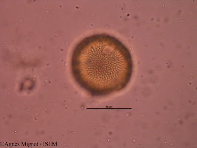 Geranium robertianum - lame n° 32227