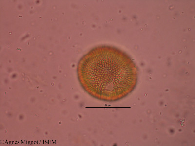 Geranium robertianum - lame n° 32227