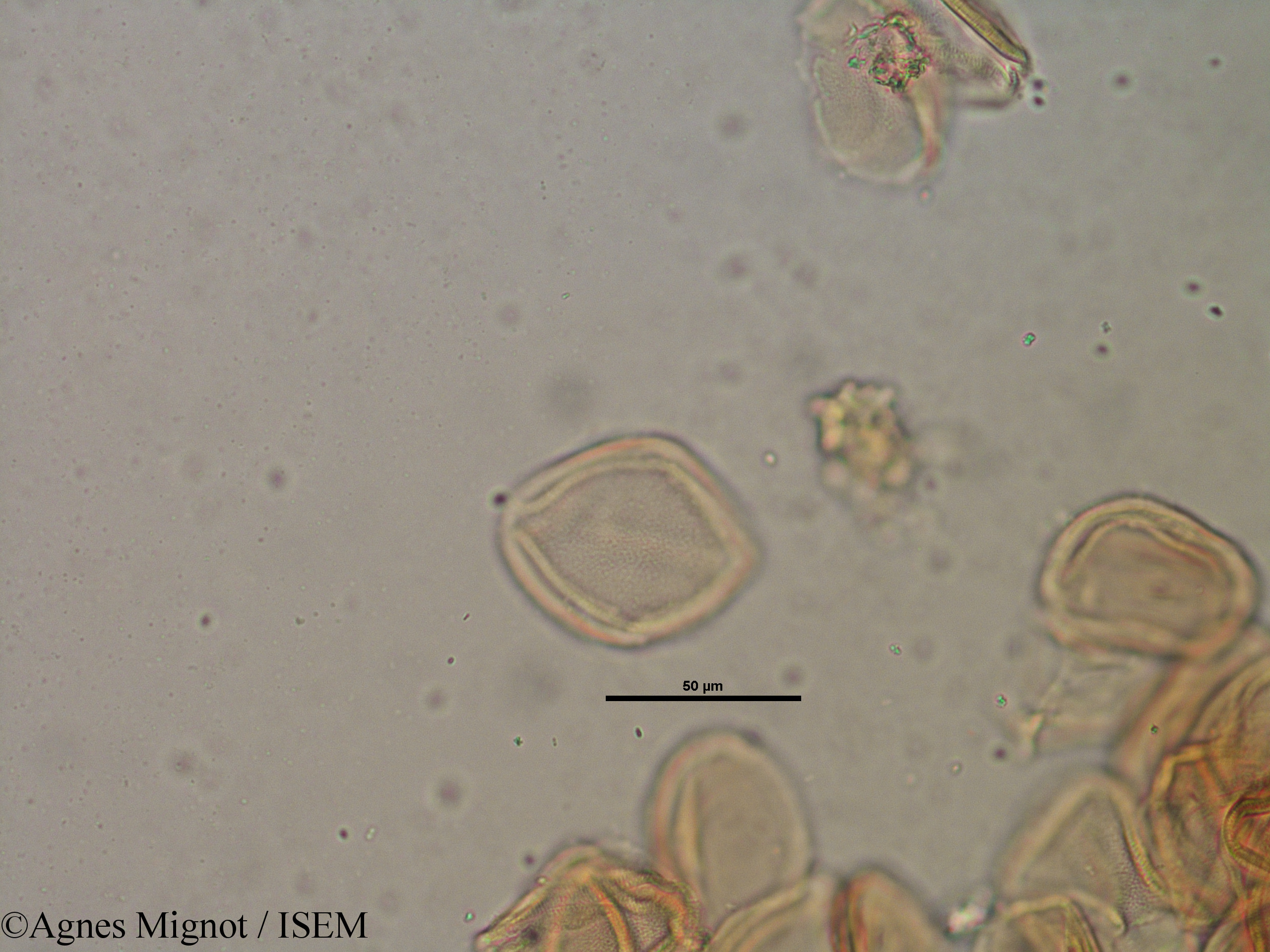 Agnes.Mignot/Helianthemum_apenninum_28324/Helianthemum_apenninum_28324_0002(copy).jpg